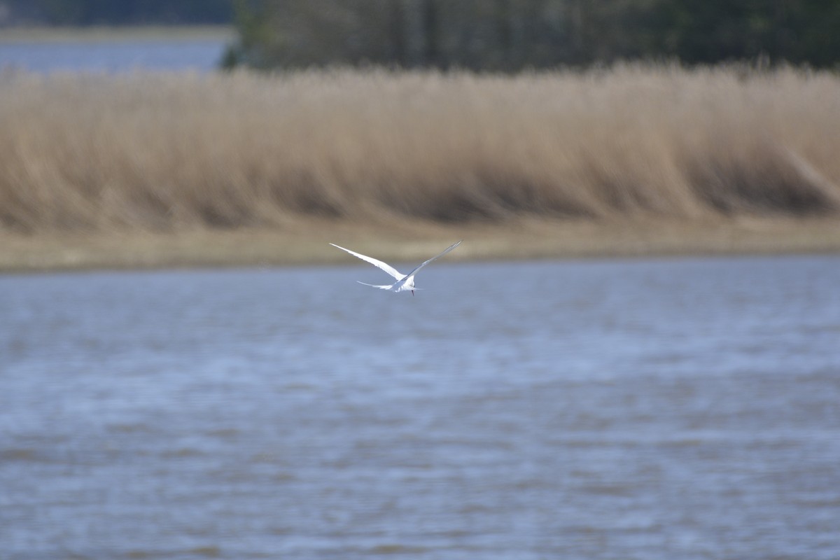 Arctic Tern - Pep Cantó