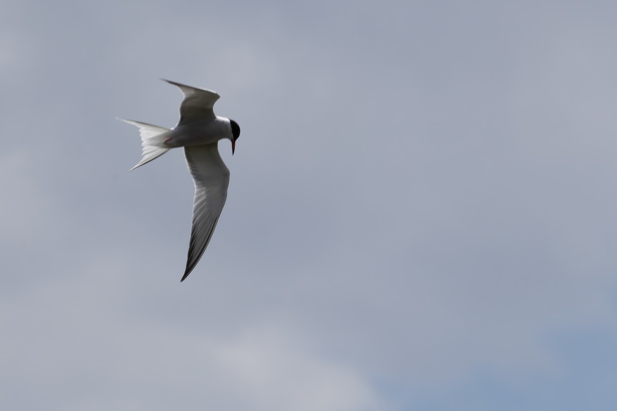 Common Tern - David R. Scott