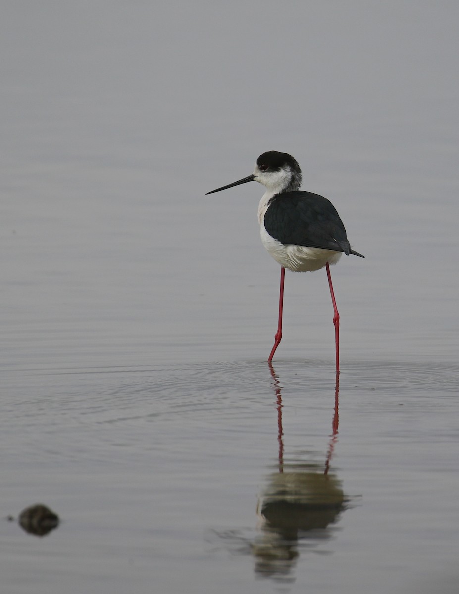 Black-winged Stilt - Thomas Galewski