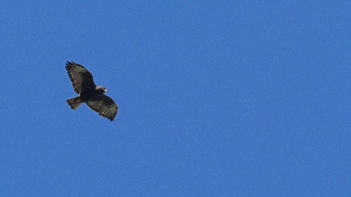 Short-tailed Hawk - Anthony Marella