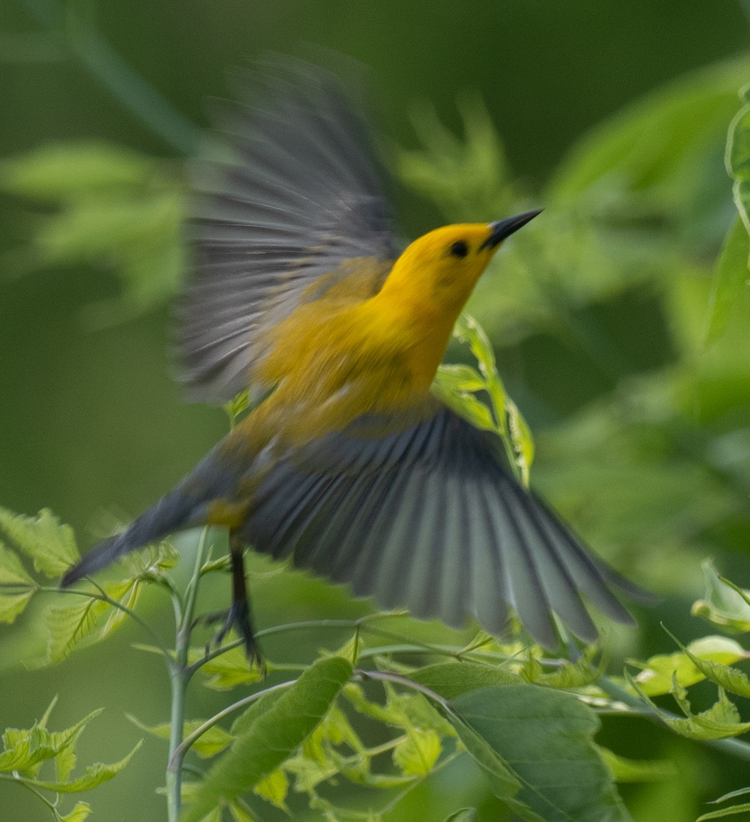 Prothonotary Warbler - Lynn Chapman