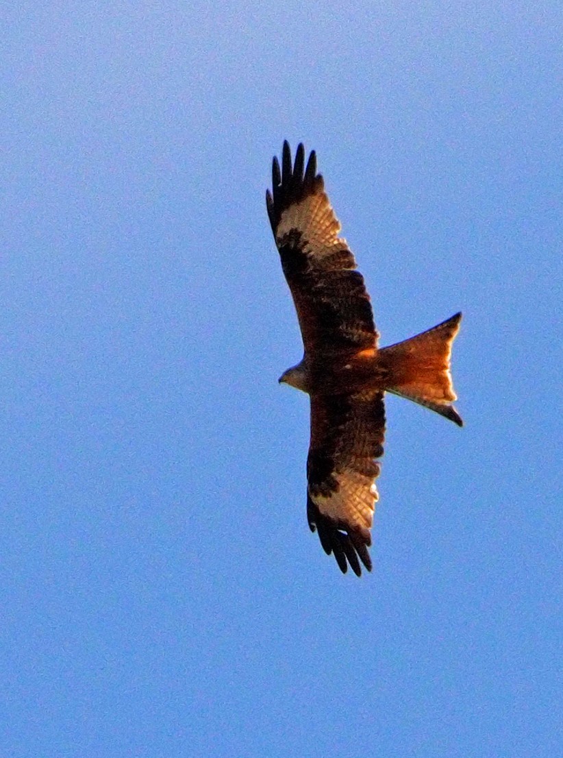 Red Kite - Brian Carruthers