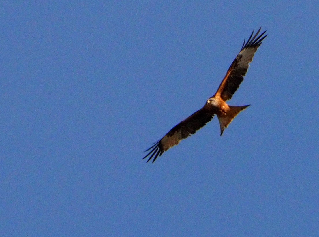 Red Kite - Brian Carruthers