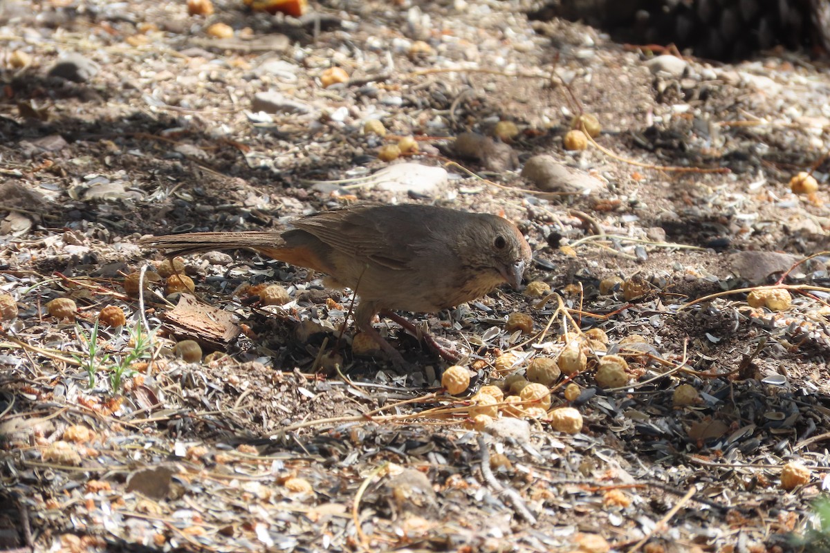 Canyon Towhee - David Brinkman