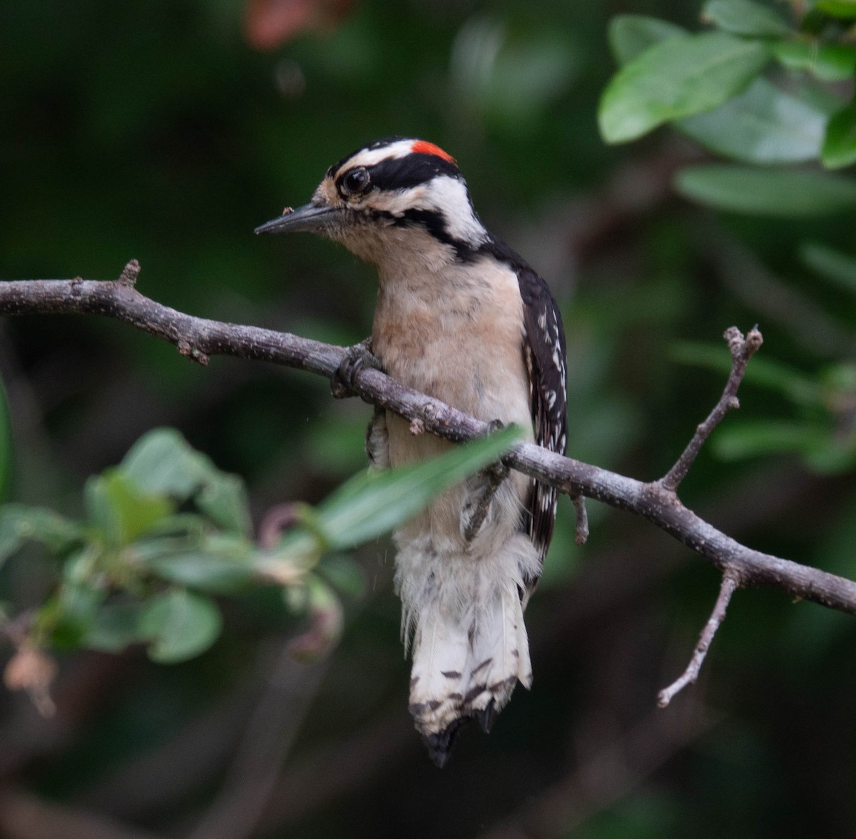 Downy Woodpecker - Rachel Zierzow