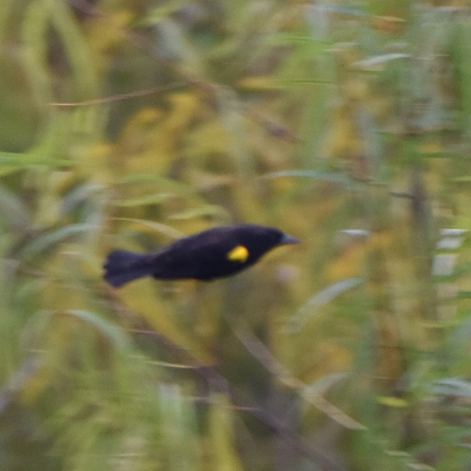 Yellow-winged Blackbird - Alejandro Figueroa Varela