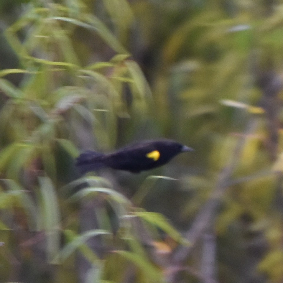 Yellow-winged Blackbird - Alejandro Figueroa Varela