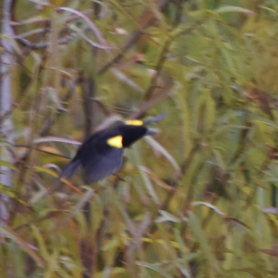 Yellow-winged Blackbird - Alejandro Figueroa Varela