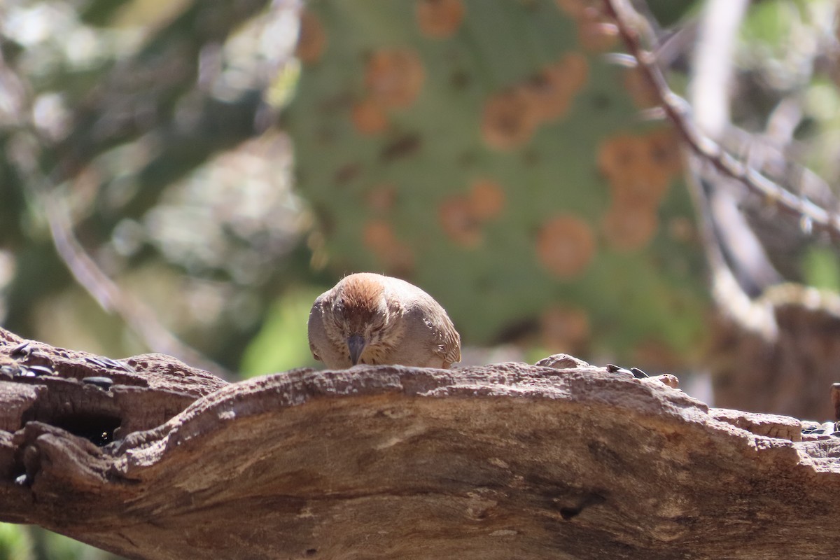 Canyon Towhee - David Brinkman