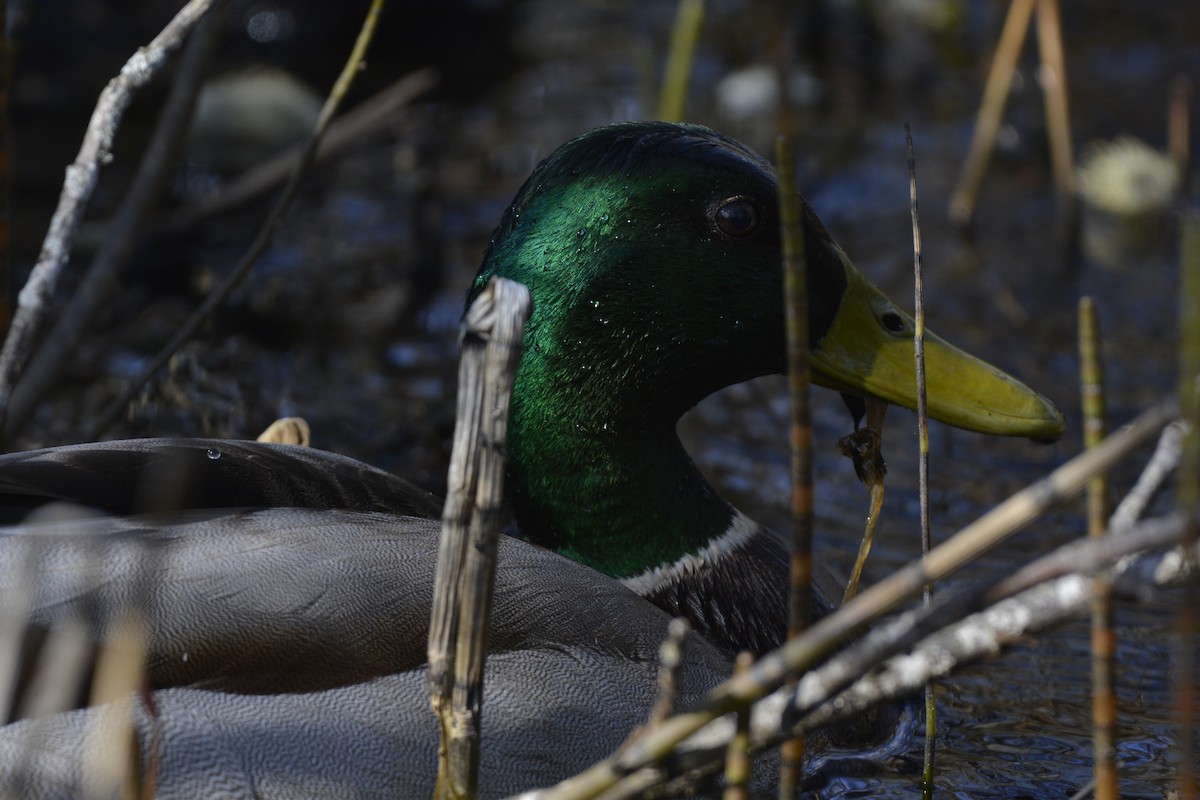 Mallard - Pep Cantó