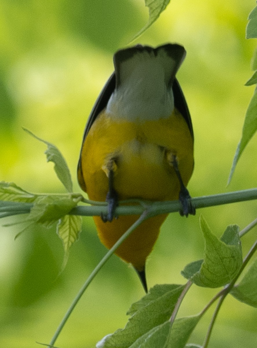 Prothonotary Warbler - Lynn Chapman