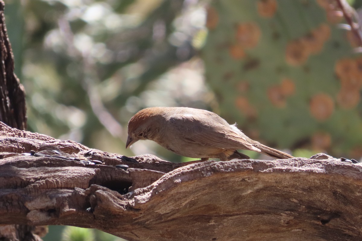 Canyon Towhee - David Brinkman