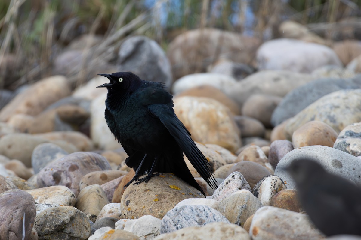 Brewer's Blackbird - ML619454393