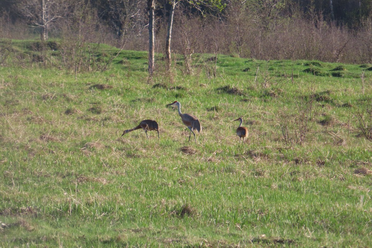 Sandhill Crane - Sylvie Gagnon