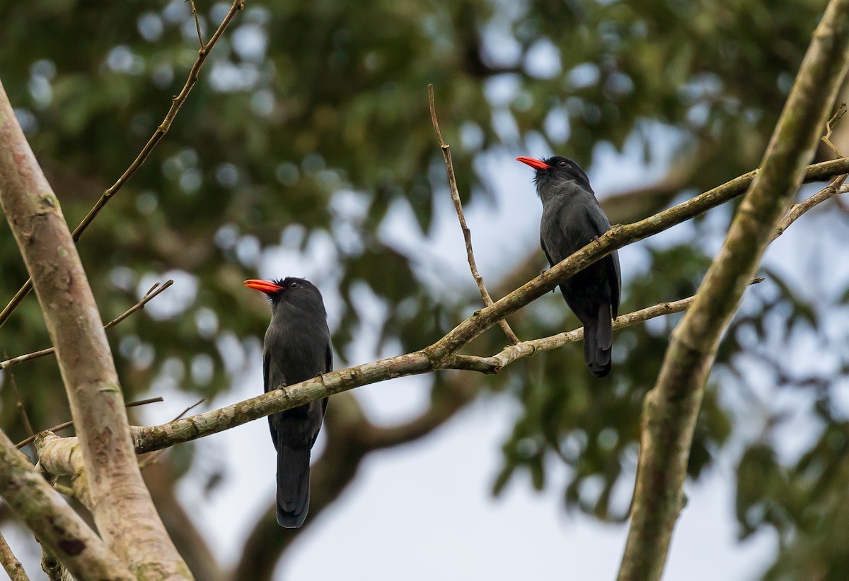 Black-fronted Nunbird - Andrew Cauldwell