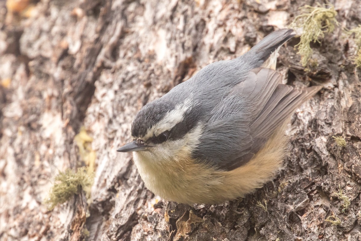 Red-breasted Nuthatch - Barry Porter