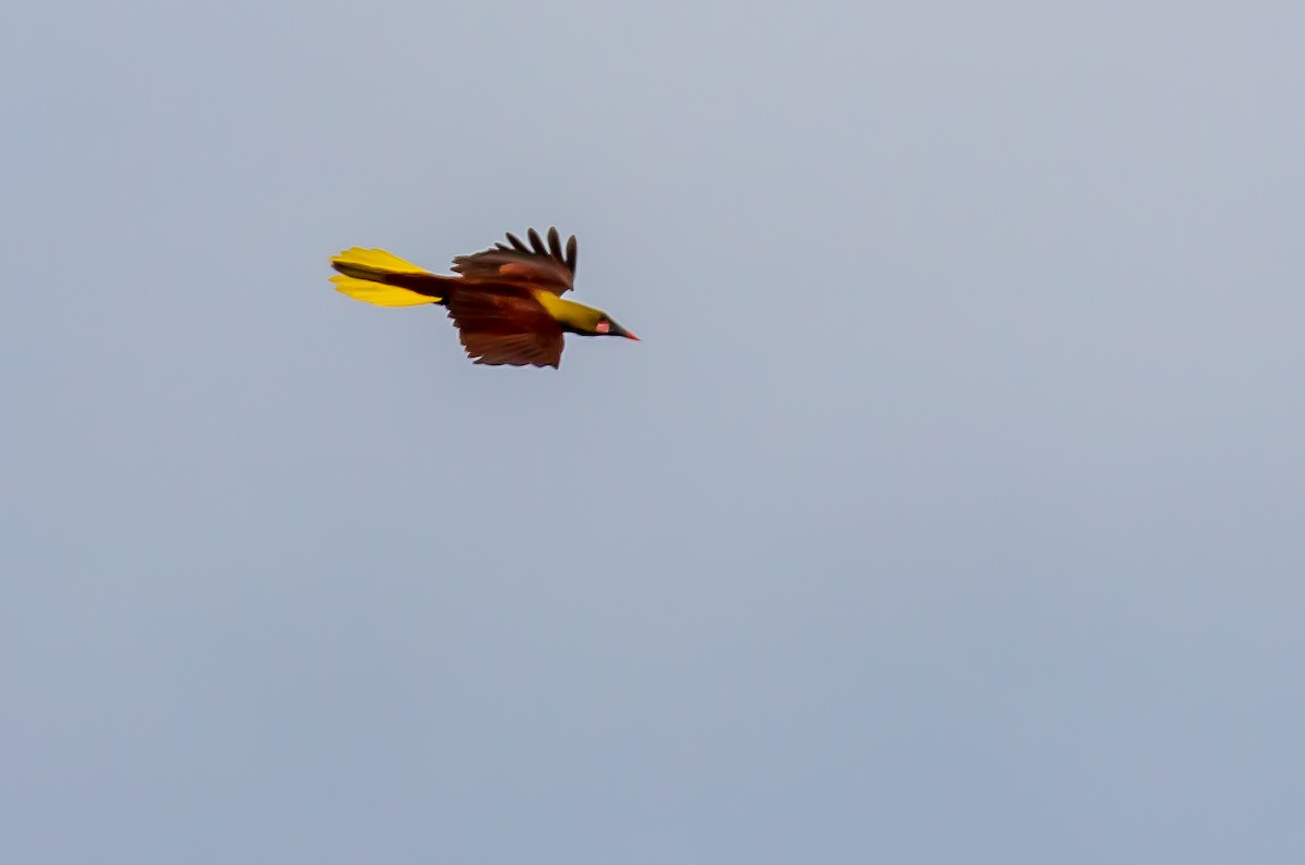 Russet-backed Oropendola - Andrew Cauldwell