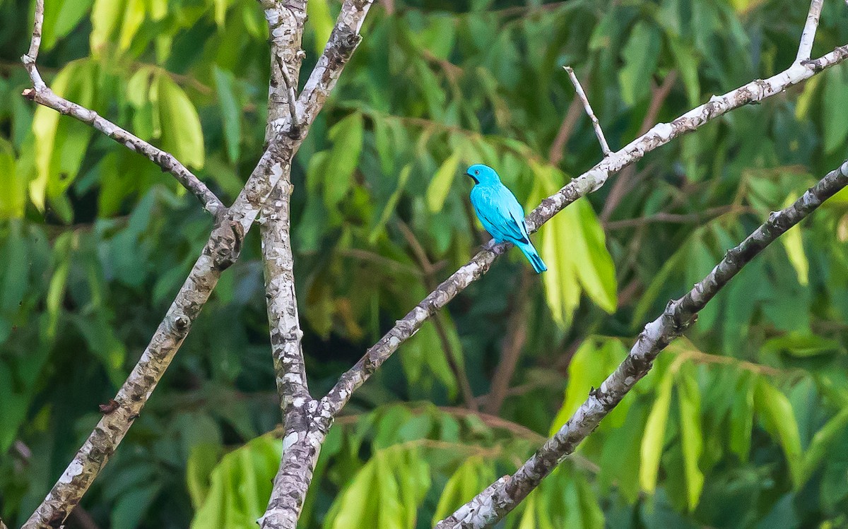 Plum-throated Cotinga - Andrew Cauldwell