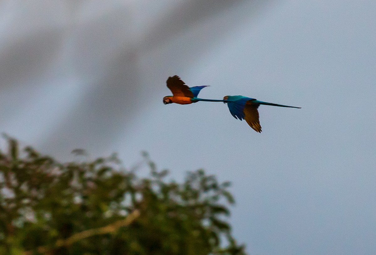 Blue-and-yellow Macaw - Andrew Cauldwell