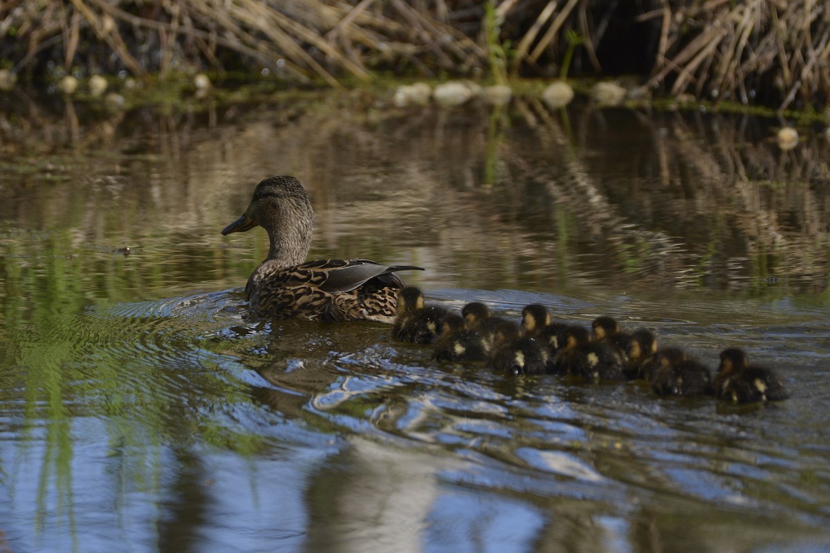 Mallard - Pep Cantó