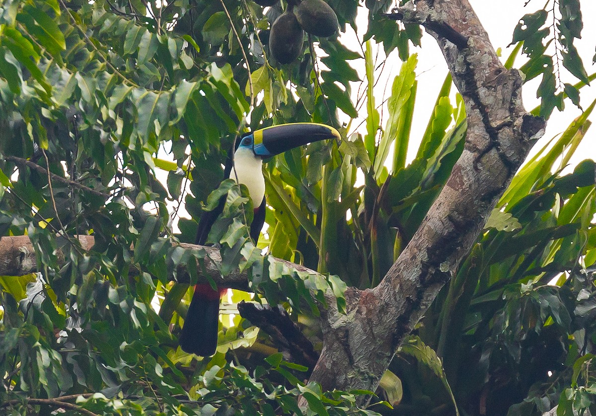 White-throated Toucan - Andrew Cauldwell
