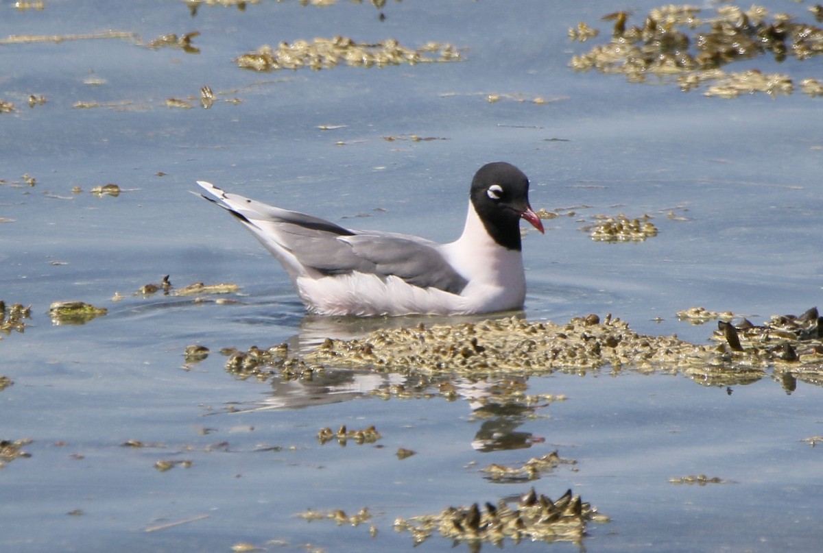 Franklin's Gull - Marie-Josee D'Amour