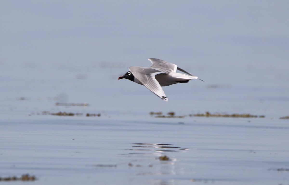 Franklin's Gull - Marie-Josee D'Amour