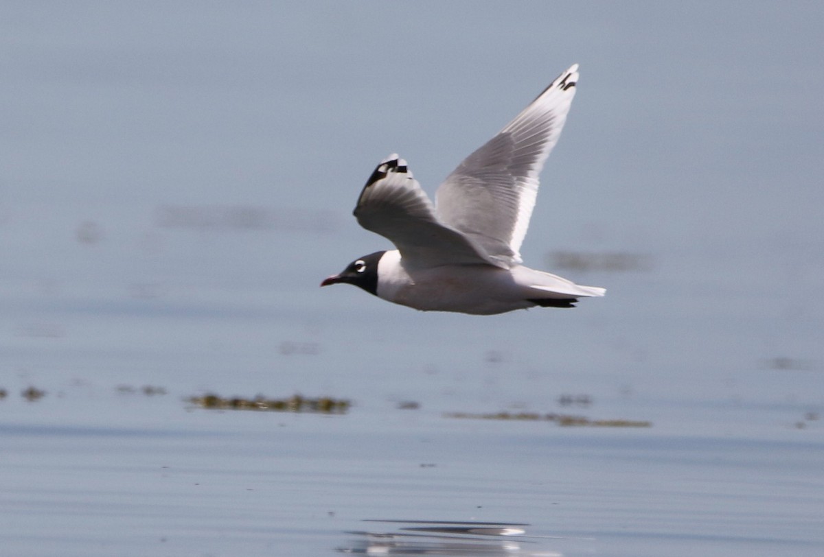 Franklin's Gull - Marie-Josee D'Amour