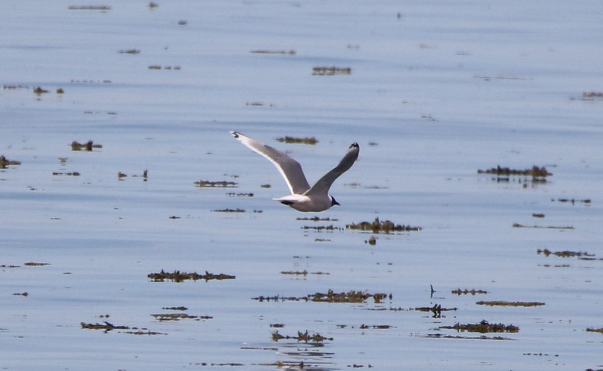 Franklin's Gull - Marie-Josee D'Amour