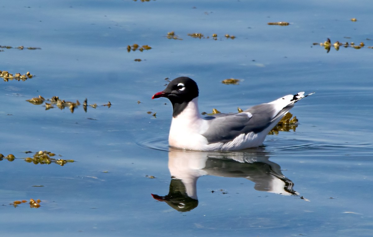 Franklin's Gull - Marie-Josee D'Amour
