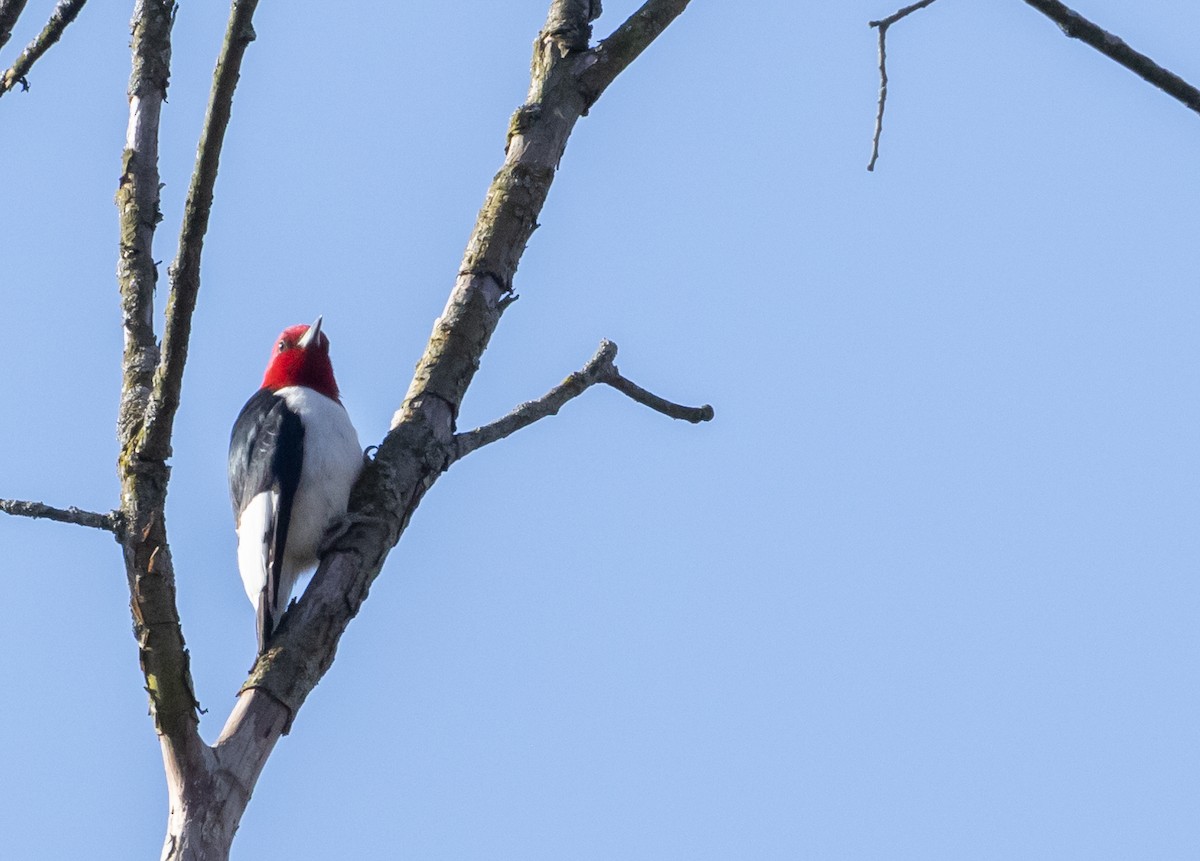 Red-headed Woodpecker - ML619454453