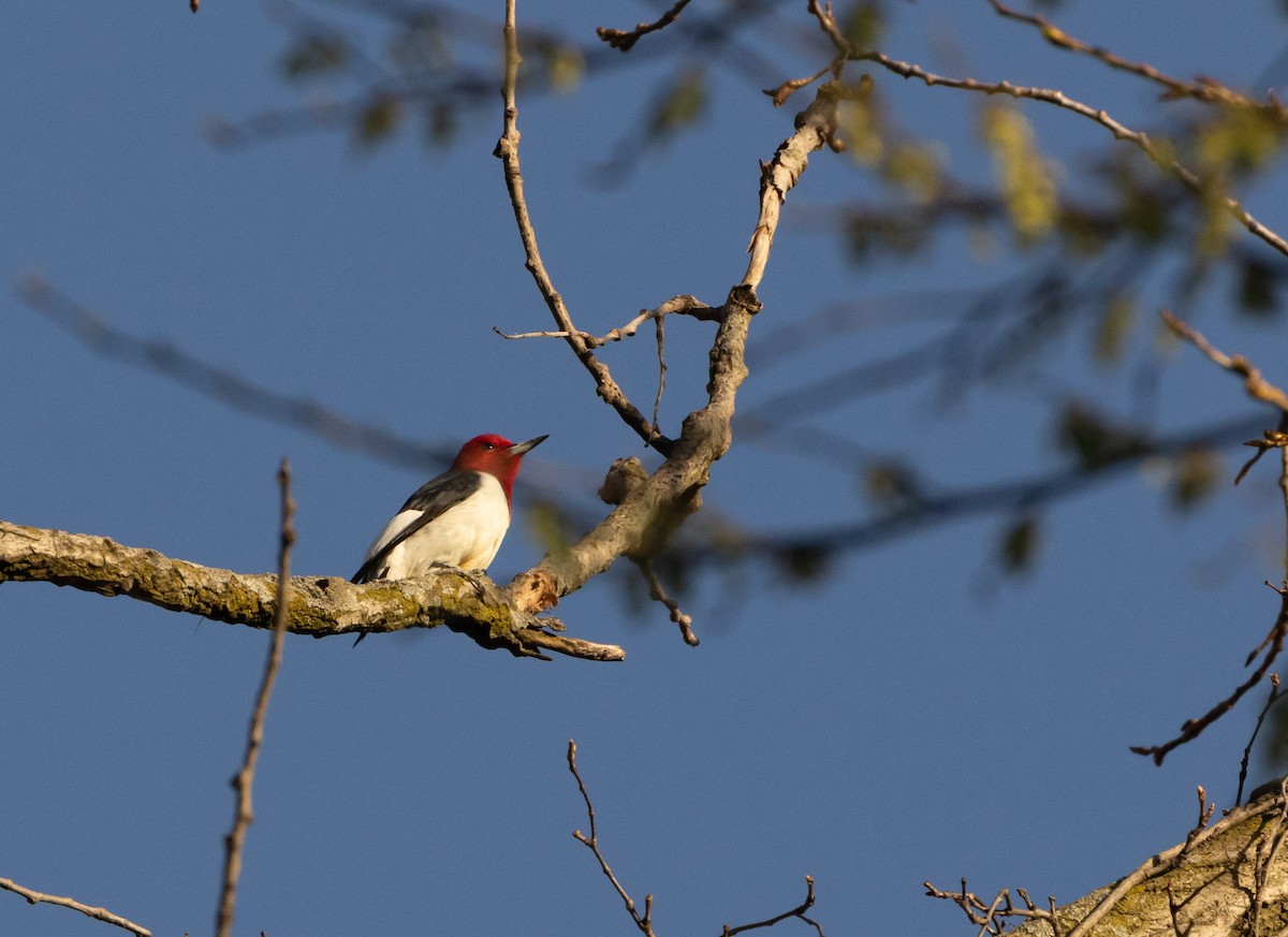 Red-headed Woodpecker - ML619454454