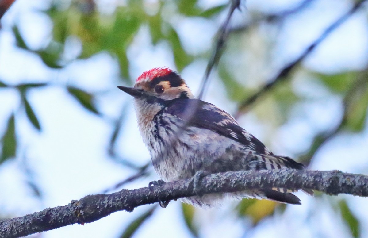 Lesser Spotted Woodpecker - Diego Herráez