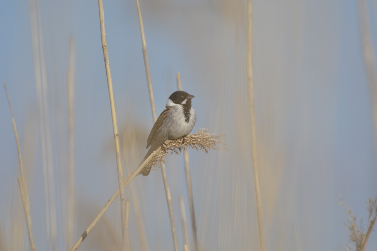 Reed Bunting - Pep Cantó