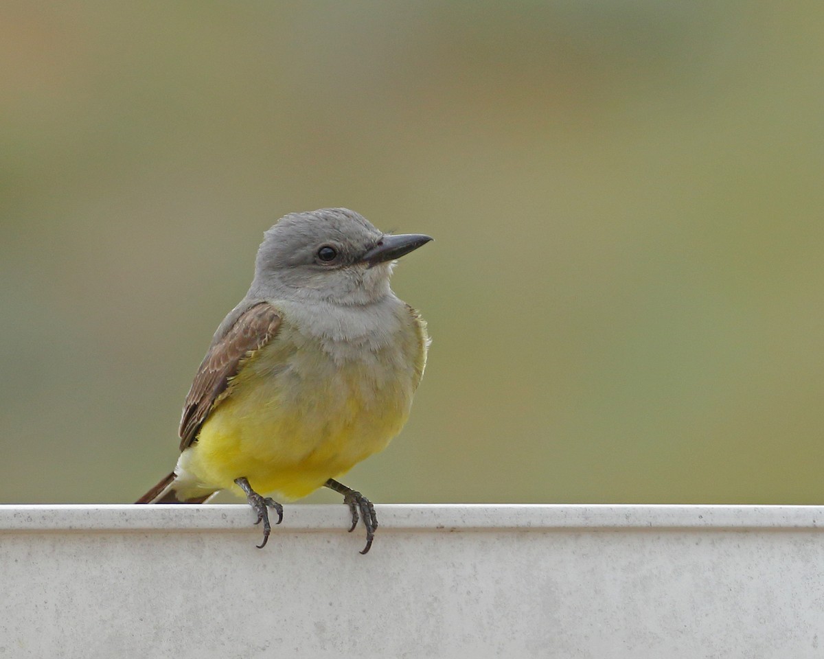 Western Kingbird - Keith Carlson