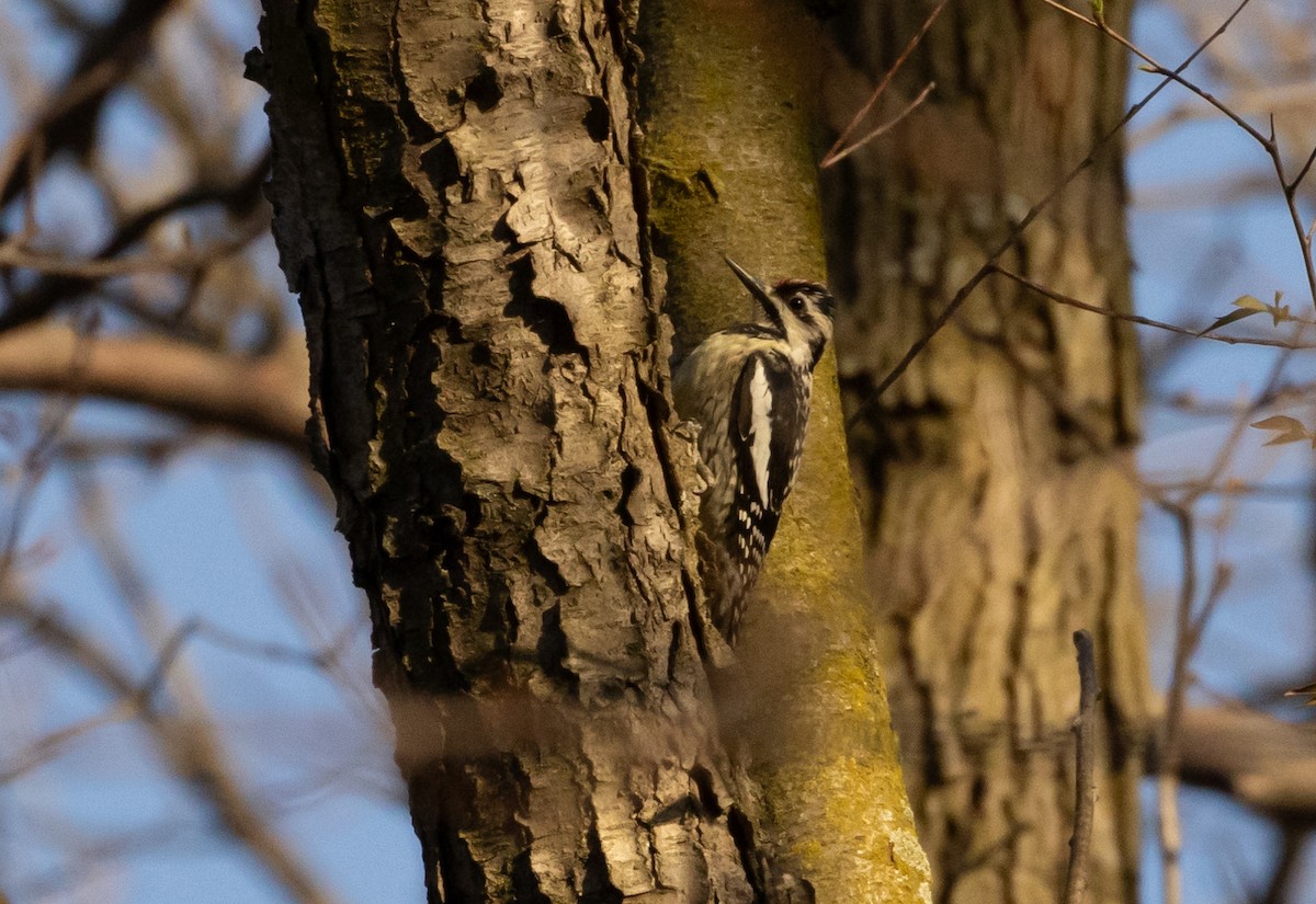 Yellow-bellied Sapsucker - Anne Heyerly