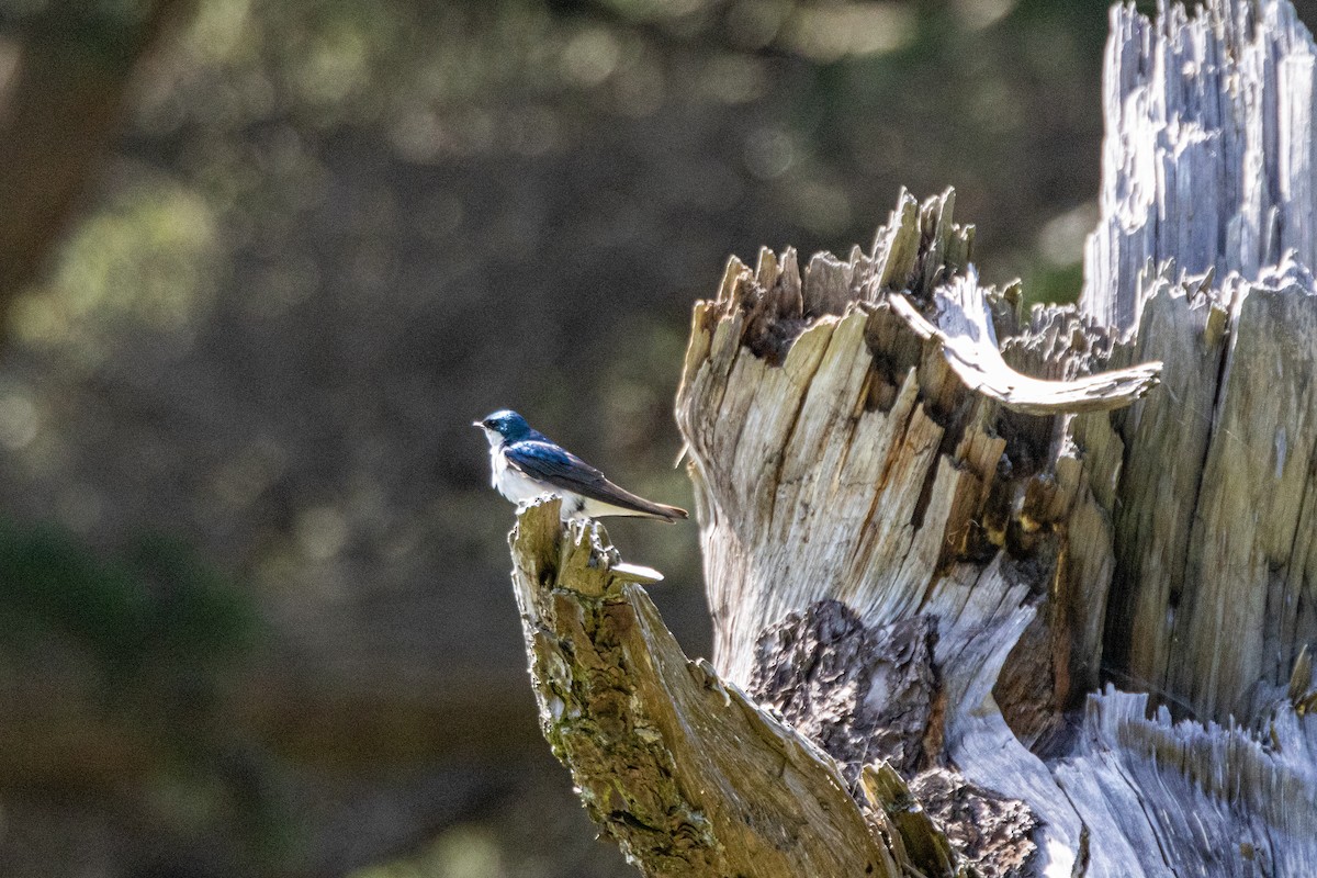 Tree Swallow - Anna Klafter