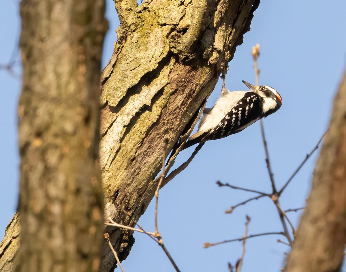Downy Woodpecker - ML619454470