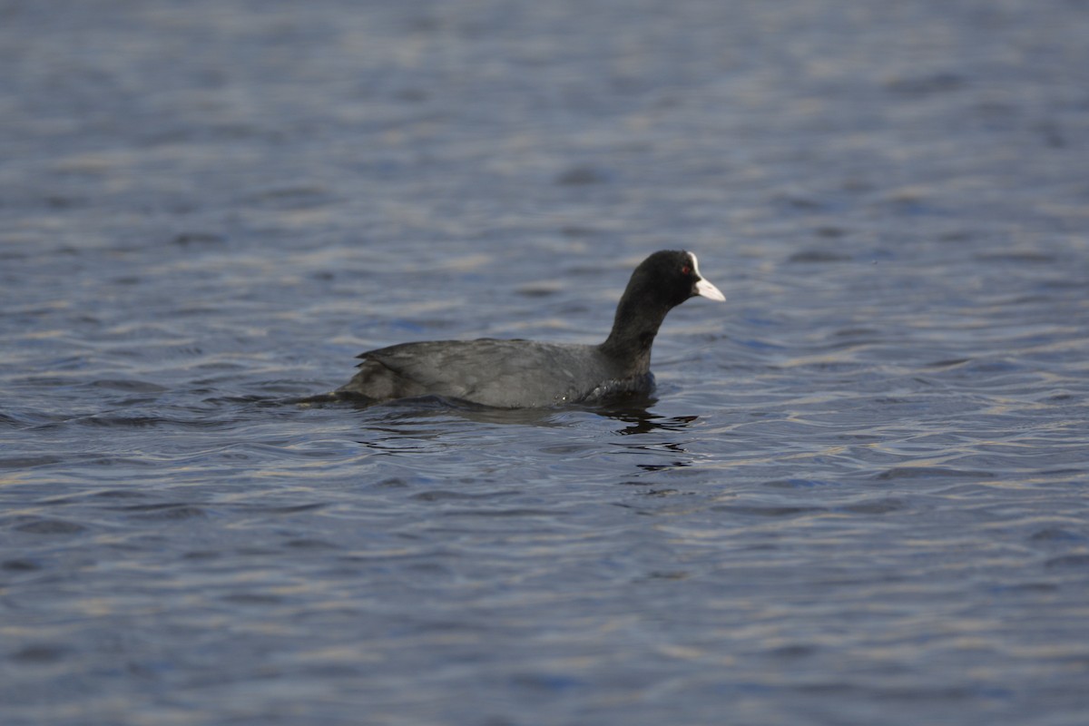 Eurasian Coot - Pep Cantó