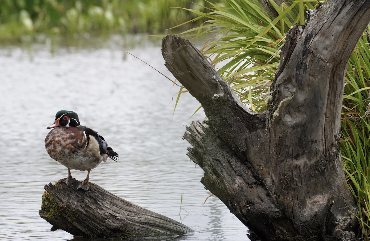 Wood Duck - brad kelley