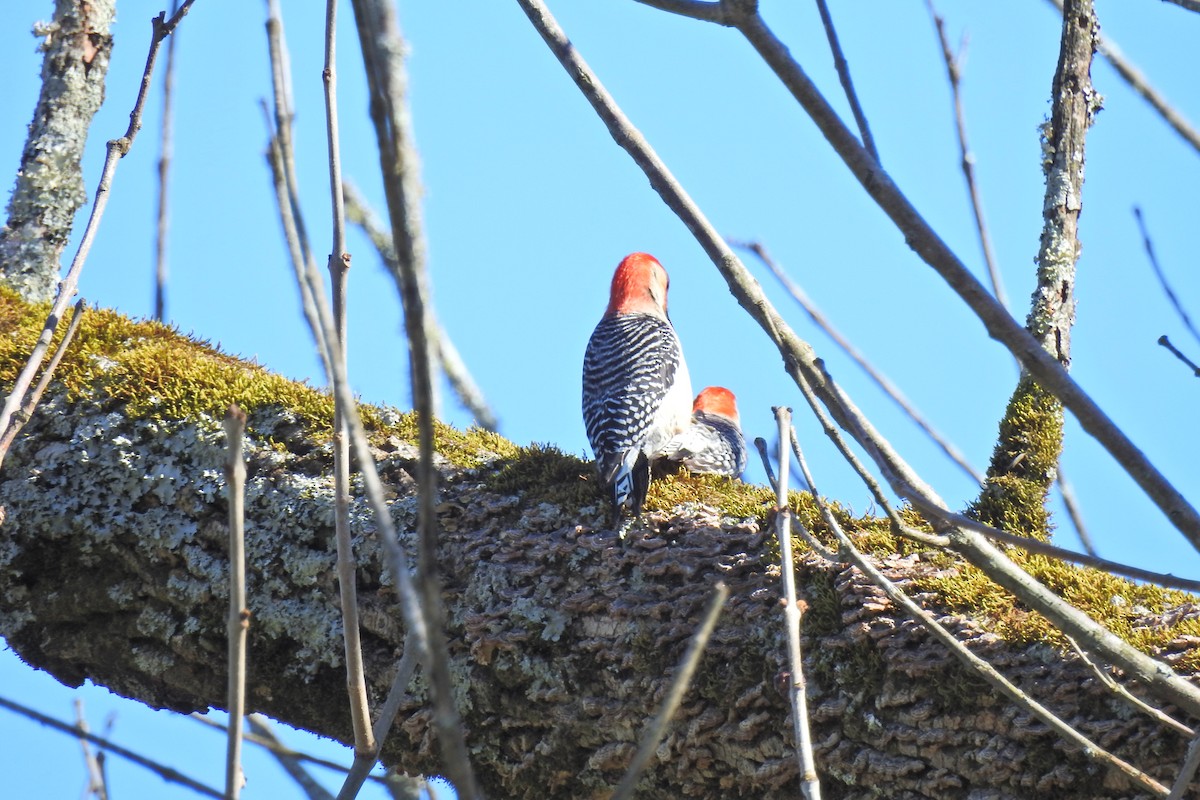 Red-bellied Woodpecker - Jarvis Shirky