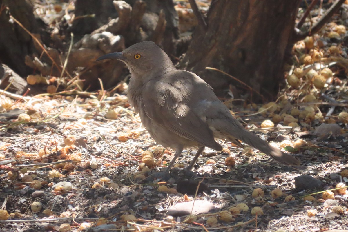 Curve-billed Thrasher - David Brinkman