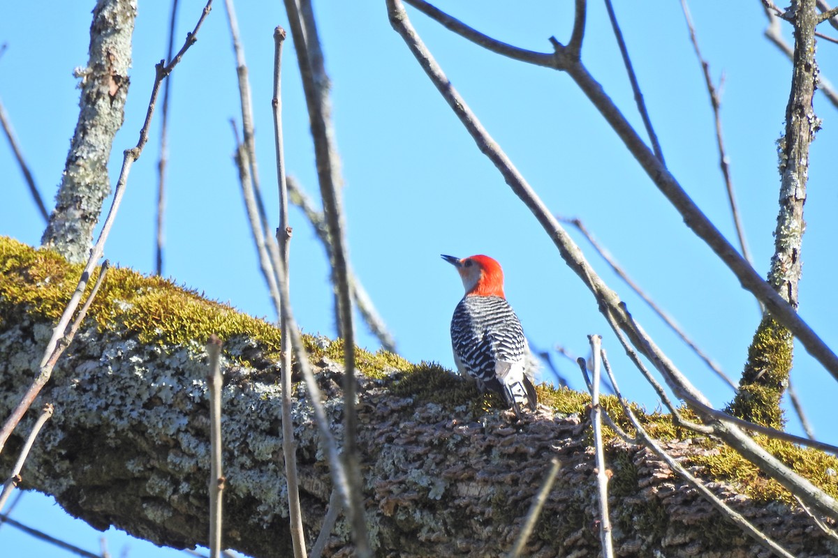 Red-bellied Woodpecker - Jarvis Shirky