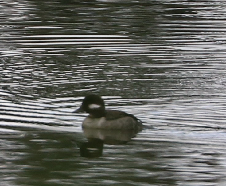 Bufflehead - Mike Fung