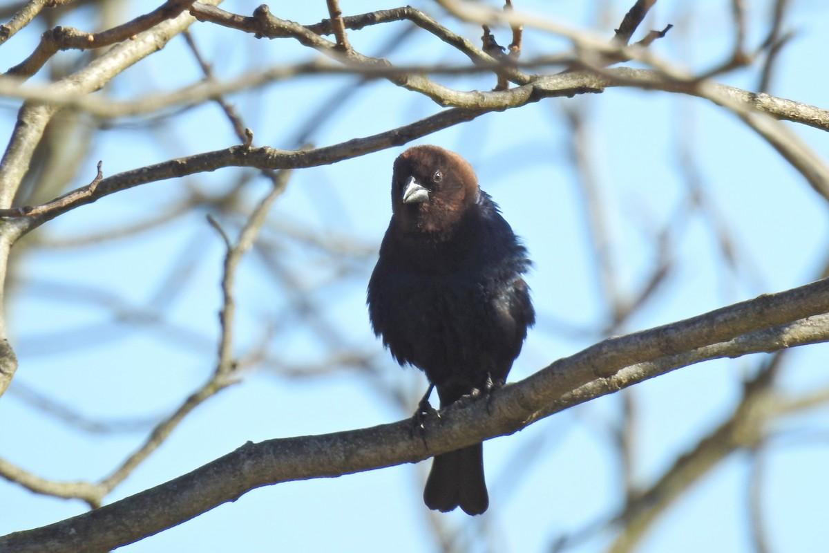 Brown-headed Cowbird - Jarvis Shirky