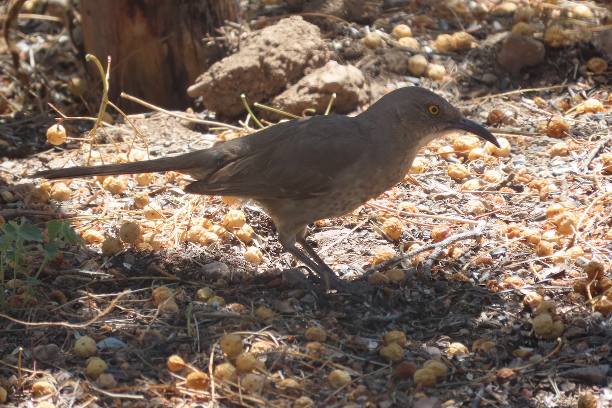 Curve-billed Thrasher - David Brinkman