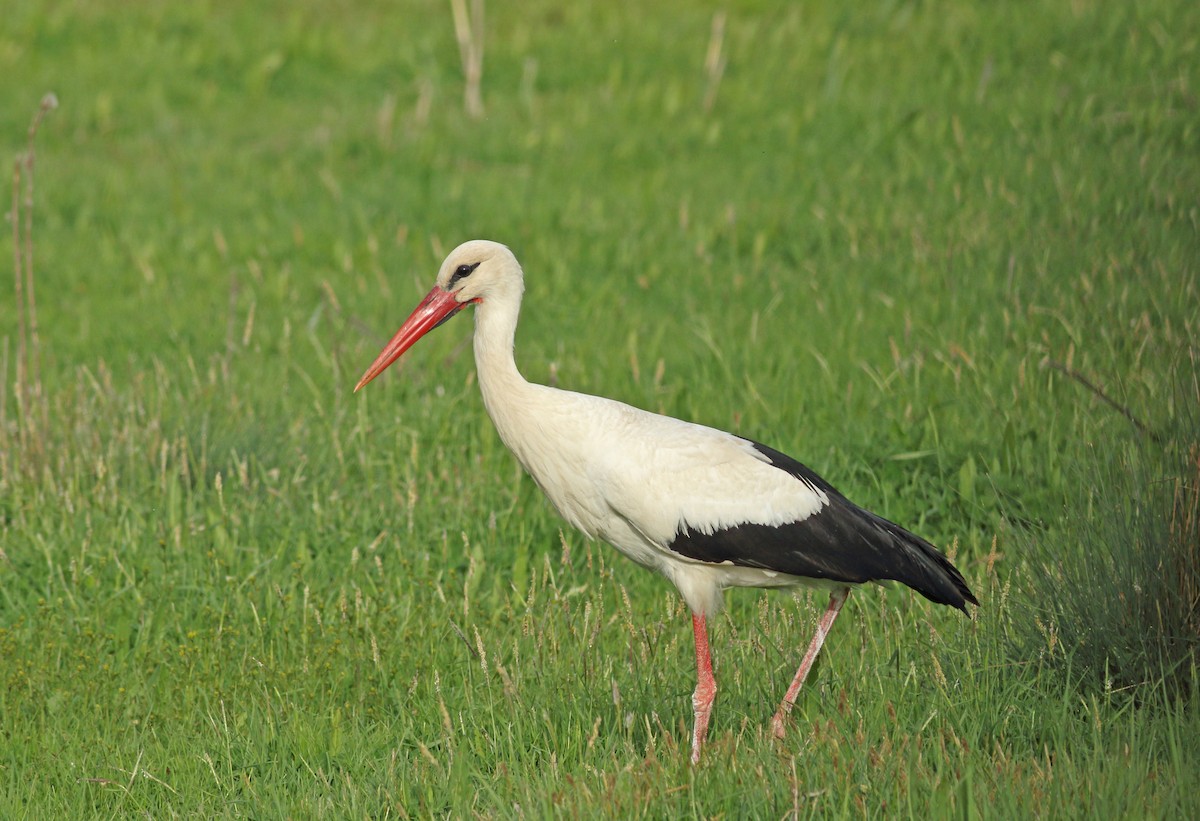 White Stork - Andrew Steele