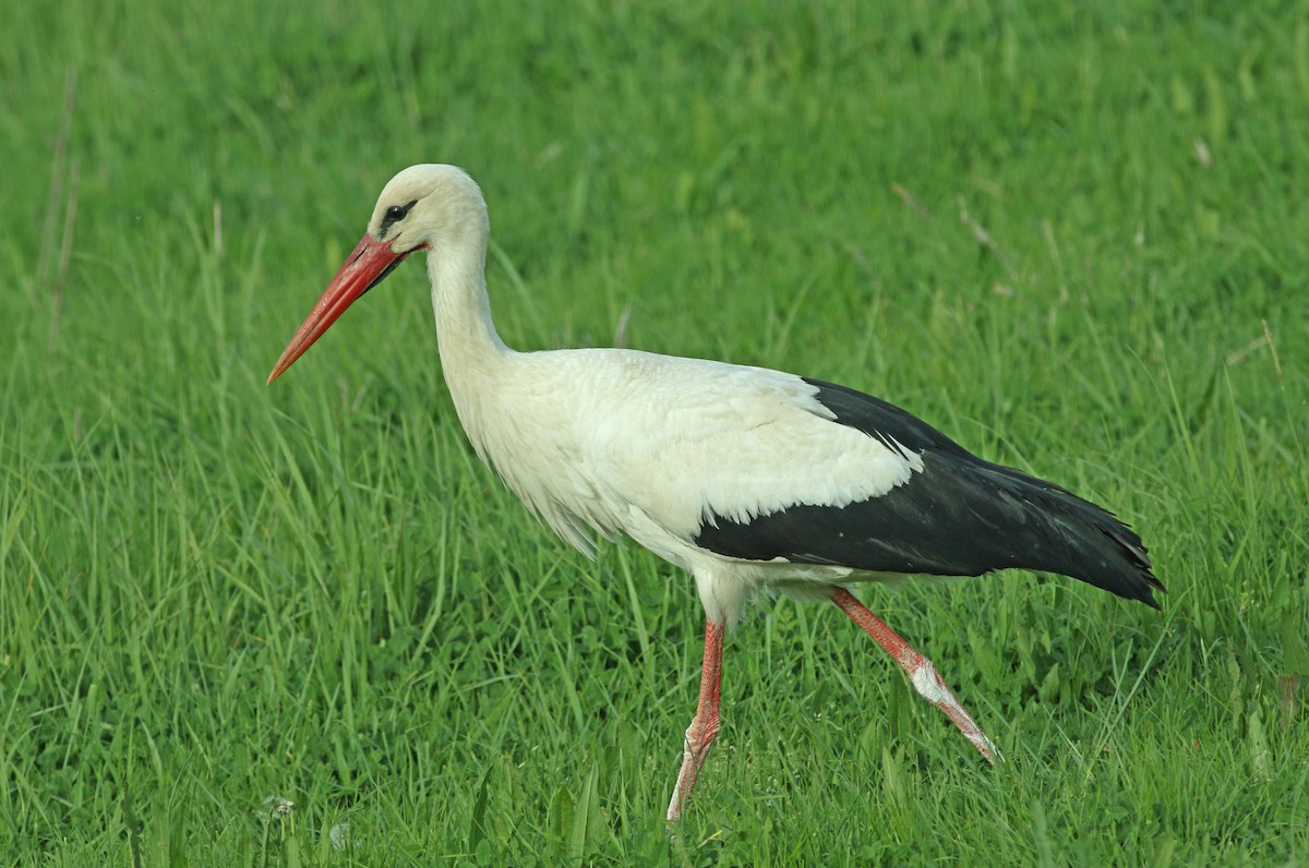 White Stork - Andrew Steele
