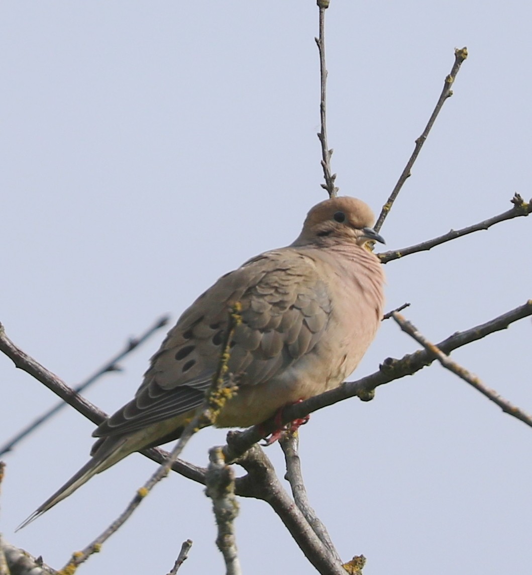 Mourning Dove - Mike Fung