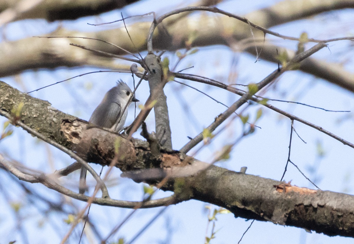 Tufted Titmouse - Anne Heyerly